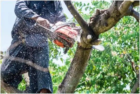 tree services Hedwig Village